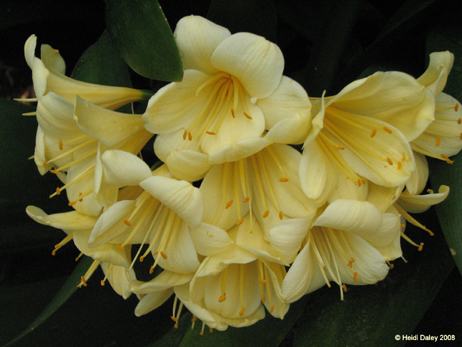Longwood Gardens -082