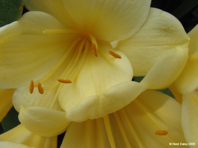 Longwood Gardens -084