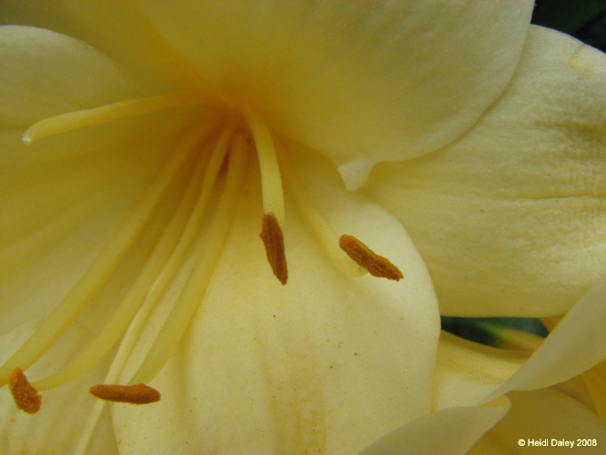 Longwood Gardens -085