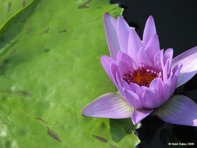Longwood Gardens -093-1