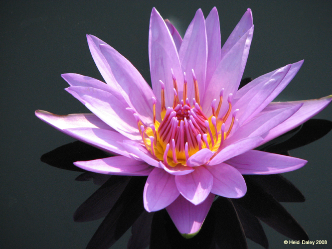 Longwood Gardens -094-1