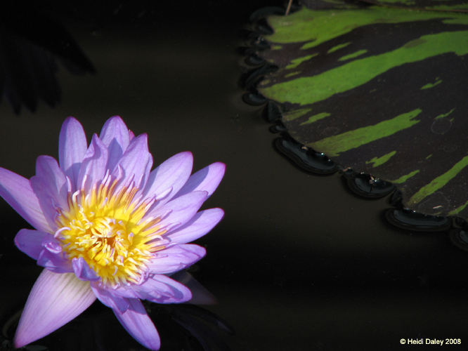 Longwood Gardens -096-1