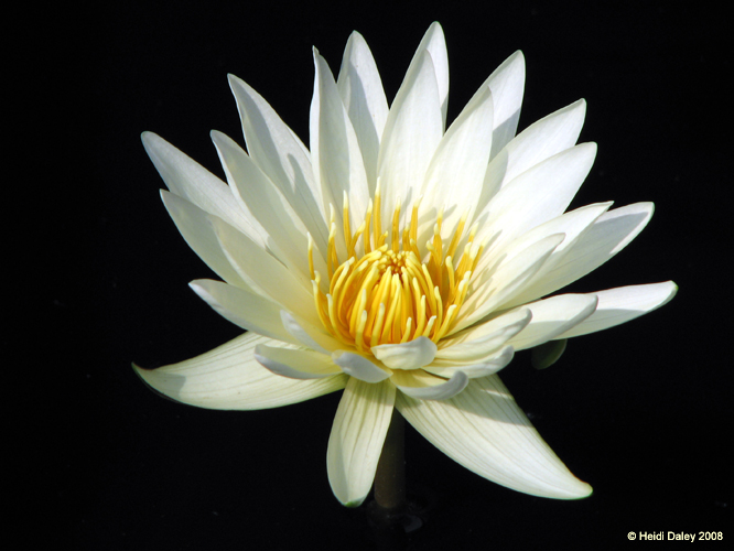 Longwood Gardens -098-1