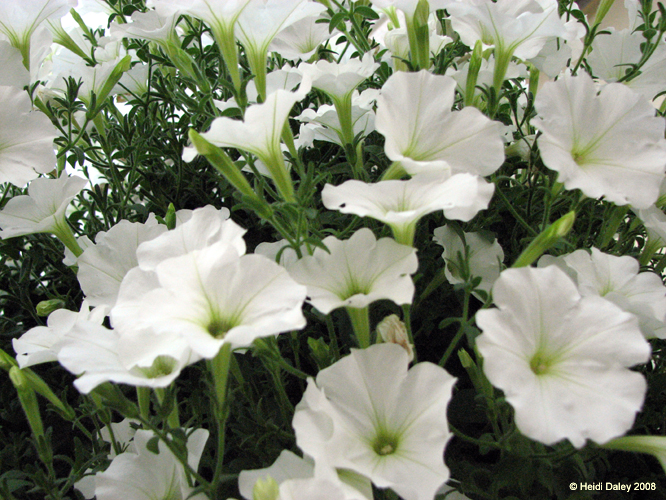 Longwood Gardens -119-1