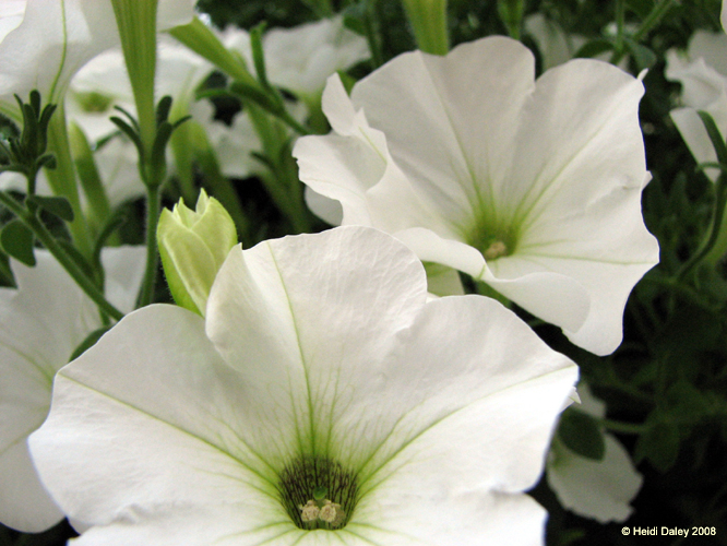 Longwood Gardens -120-1