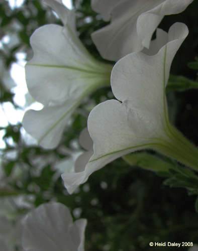 Longwood Gardens -122-1