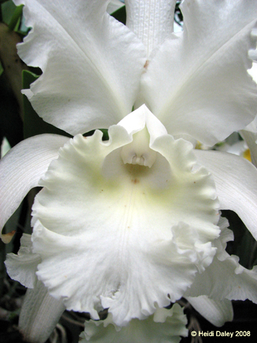 Longwood Gardens -135-1
