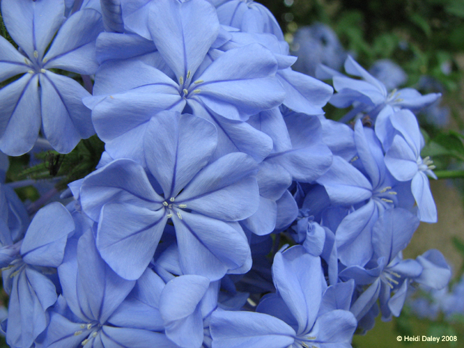 Longwood Gardens -141