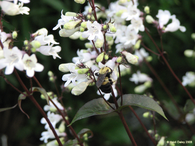 Longwood Gardens -144