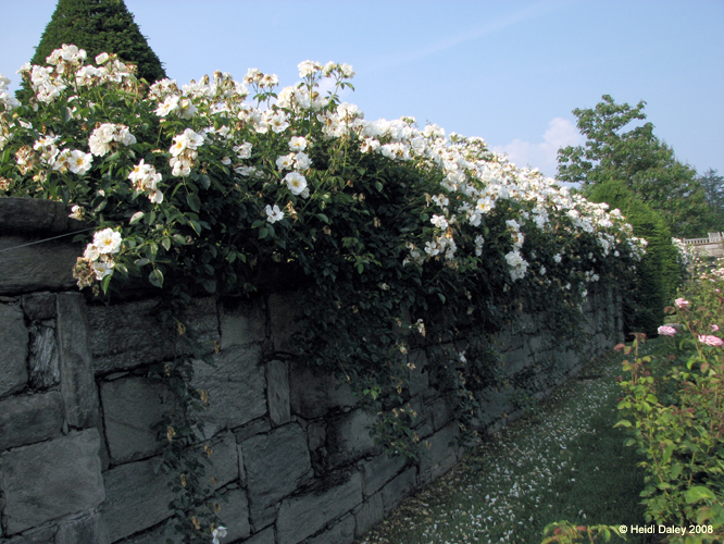 Longwood Gardens -165-1
