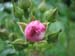 Longwood Gardens -002