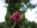 Longwood Gardens -003