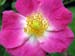 Longwood Gardens -004-1