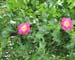 Longwood Gardens -006-1