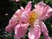 Longwood Gardens -013