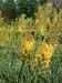 Longwood Gardens -015
