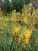 Longwood Gardens -016