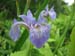 Longwood Gardens -024