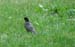 Longwood Gardens -053-1