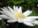Longwood Gardens -072-1