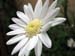 Longwood Gardens -073-1