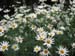 Longwood Gardens -074