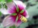 Longwood Gardens -076-1