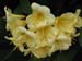 Longwood Gardens -082