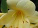 Longwood Gardens -083