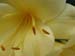 Longwood Gardens -085