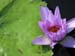 Longwood Gardens -093-1