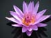 Longwood Gardens -094-1