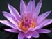 Longwood Gardens -095-1