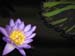 Longwood Gardens -096-1