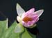 Longwood Gardens -104