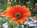Longwood Gardens -111