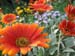 Longwood Gardens -115