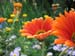 Longwood Gardens -116