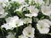 Longwood Gardens -119-1