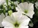 Longwood Gardens -120-1