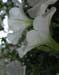 Longwood Gardens -122-1