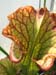 Longwood Gardens -128