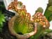 Longwood Gardens -129