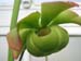 Longwood Gardens -130