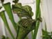 Longwood Gardens -131