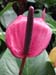 Longwood Gardens -134