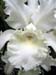 Longwood Gardens -135-1