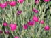 Longwood Gardens -143