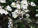 Longwood Gardens -144