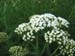 Longwood Gardens -146
